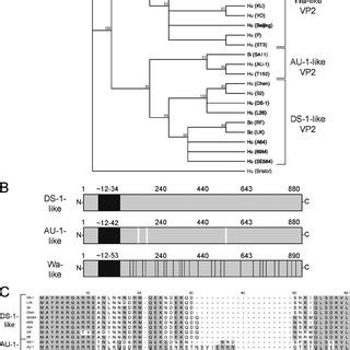 Analysis Of Group A VP2 Amino Acid Sequences A Phylogenetic