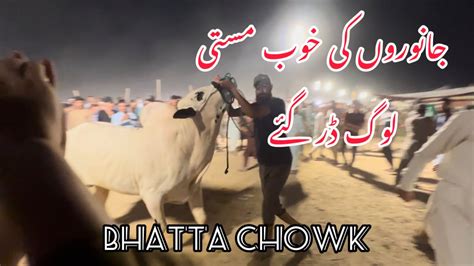 Bhatta Chowk Mandi Dangerous Bulls Bhatta Chowk Maweshi Mandi