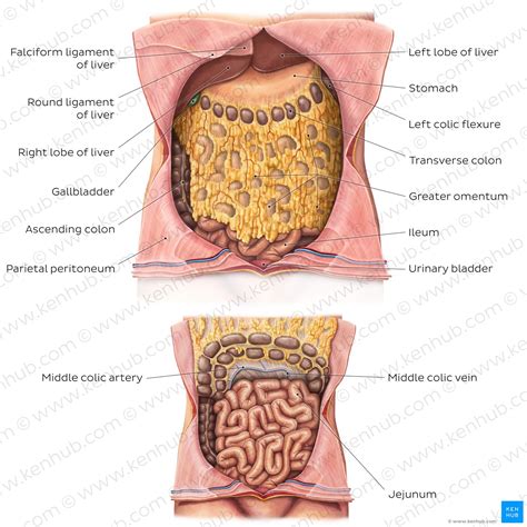 Greater and lesser omentum | Serous membrane, Vagus nerve, Arteries