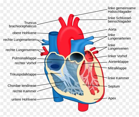 Blank Circulatory System Diagram