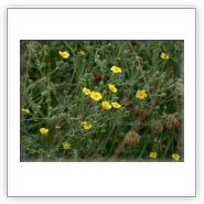 Potentilla Argentea Silber Fingerkraut Saatgut Samen Heilpflanzen