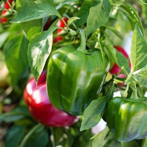 Growing Bell Peppers Sweet Bell Peppers Stuffed Sweet Peppers Garden