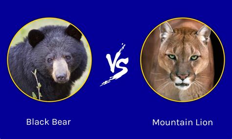 Bear Vs Mountain Lion