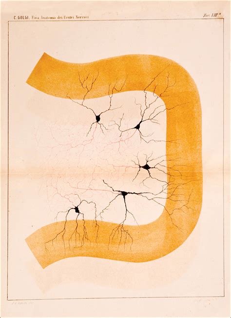 The First Illustrations Of Neurons By Camillo Golgi The Lancet Neurology