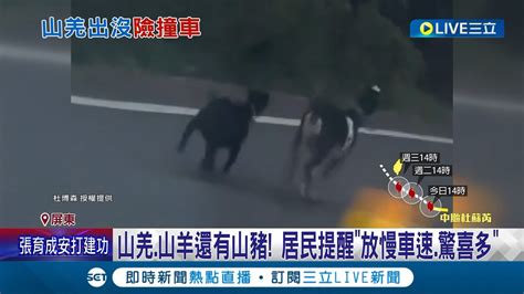 過彎突竄出黑色物體 台24線 山羌 突橫越道路險遭撞 騎士放慢 牠 拔腿衝 居民提醒 放慢車速 驚喜多｜記者 朱俊傑 朱怡蓉｜【live大現場】20230724｜三立新聞台 Youtube