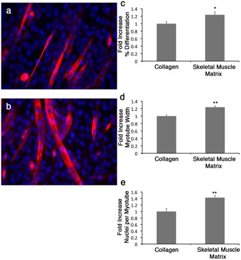 C C Myotube Formation Is Shown At Day On Collagen I A Or Skeletal