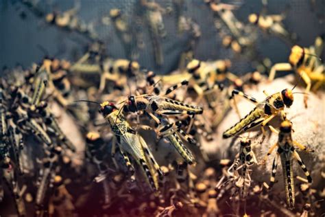 Identifying Sex Adapted Color Change Gene In Locusts AgriLife Today