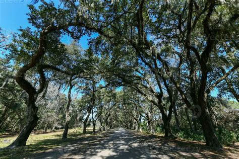 Wormsloe Plantation - Savannah, Georgia 25462213 Stock Photo at Vecteezy