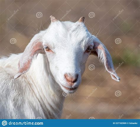 Portrait Of A Goat On The Farm Stock Image Image Of Cute Goats