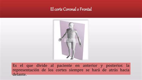 Diferencia Entre Los Planos Anat Micos Pptx