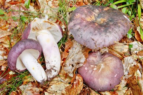 Сыроежка сине-желтая (Russula cyanoxantha): фото, как найти, сезон ...