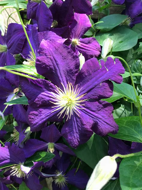 Clematis Jackmanii 2019 Clematis Jackmanii Flower Garden Clematis