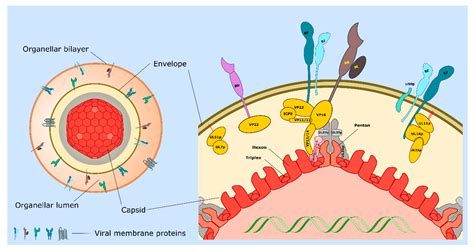 IJMS Free Full Text HSV 1 Cytoplasmic Envelopment And Egress