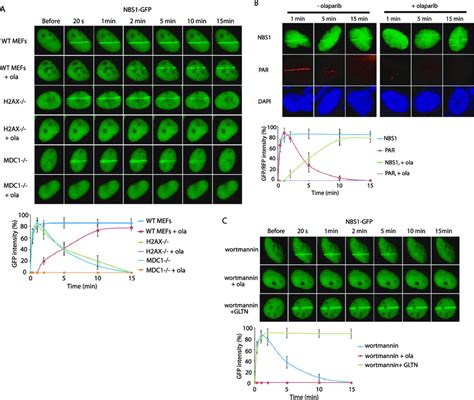 PAR Mediates The Function Of NBS1 During Early DNA Damage Response A