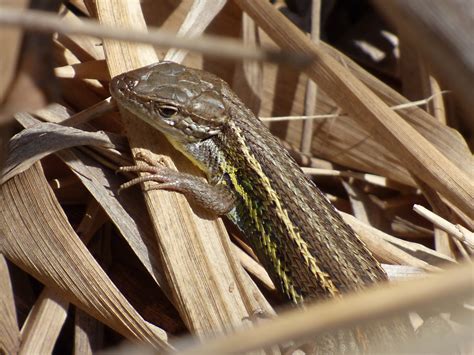 Free Images Wood Fauna Lizard Close Up Vertebrate Detail Scales