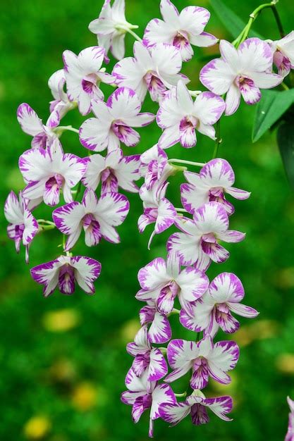 Premium Photo | Orchid flowers with beautiful colors.