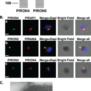 The PfRON4 and PfRON5 proteins localize to the rhoptry neck. A ...