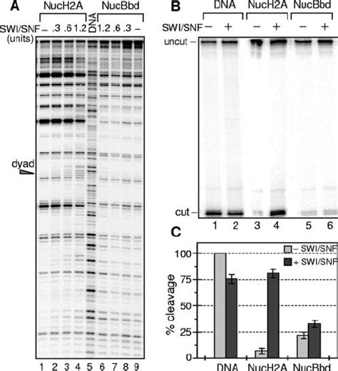 SWI SNF Drastically Increases The Activity Of OGG1 And APE1 On