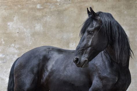 Black Horse Names: 450+ Beautiful Names For A Black Horse | My Pet's Name