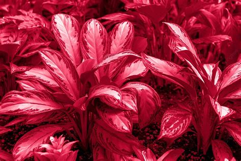 Aglaonema Background Images Hd Pictures And Wallpaper For Free