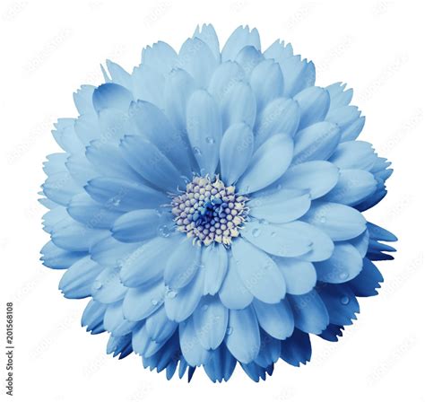 Calendula Flower Light Blue With Dew On A White Isolated Background