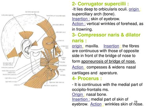 Ppt Skin Innervation Of The Face Powerpoint Presentation Free