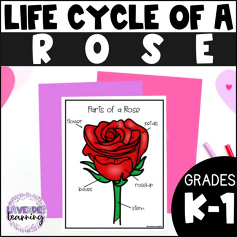 Rose Life Cycle Diagram