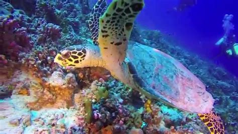 Scuba Diving In Bora Bora And Rangiroa Youtube