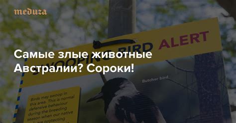 Самые злые животные Австралии? Сороки! И они уже вышли на охоту — Meduza