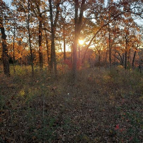 Free picture: Trees in forest at autumn season with sunrise in background