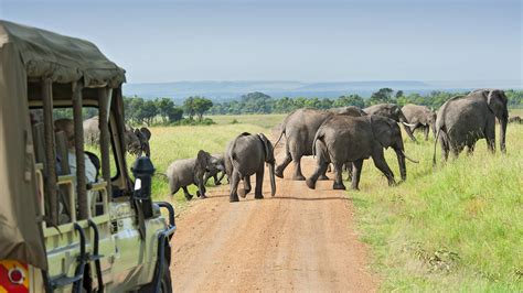 Quatre Safaris Faire En Famille Magicmaman