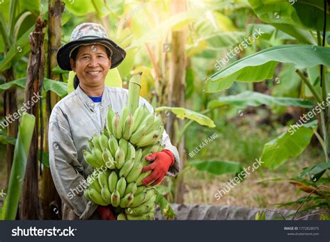 16636 Banana Farmer Image Images Stock Photos And Vectors Shutterstock