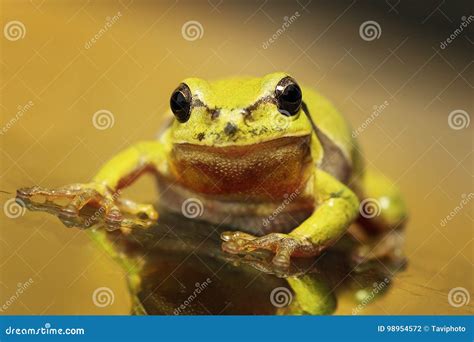 Close Up of a Curious Green Tree Frog Stock Photo - Image of little ...