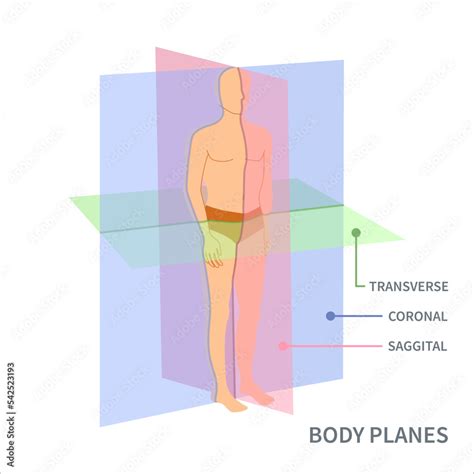 Photo & Art Print Body anatomical position diagram, art4stock