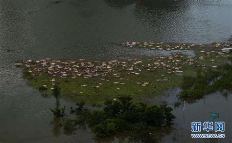 广西暴雨淹死一养殖场16万头猪海口网