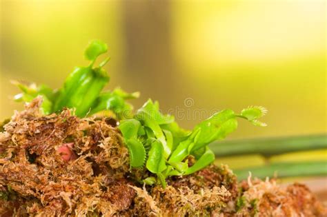 Dionaea Despredador Del Atrapamoscas De Venus De La Flor De La Insecto