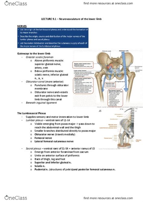 ANAT30007 Study Guide Fall Final Iliacus Muscle Popliteus Muscle