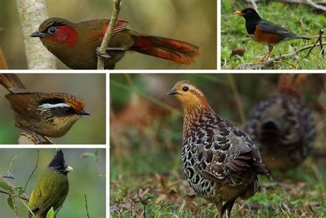 Falcon Capital Of The World Nagaland Records 178 Bird Species