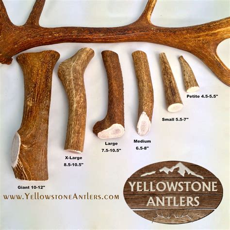 Whole Premium Elk Antler Dog Chew – Yellowstone Antlers