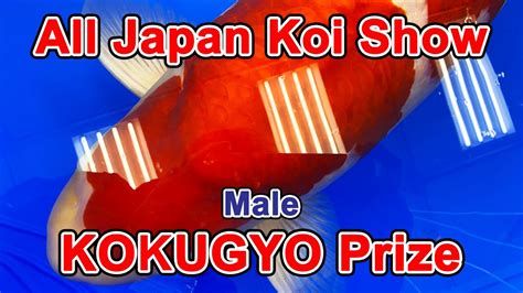 KOKUGYO Male Prize53rd All Japan Nishikigoi Show 2023 YouTube