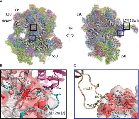 Figures And Data In Structural Basis Of Mitochondrial Translation ELife