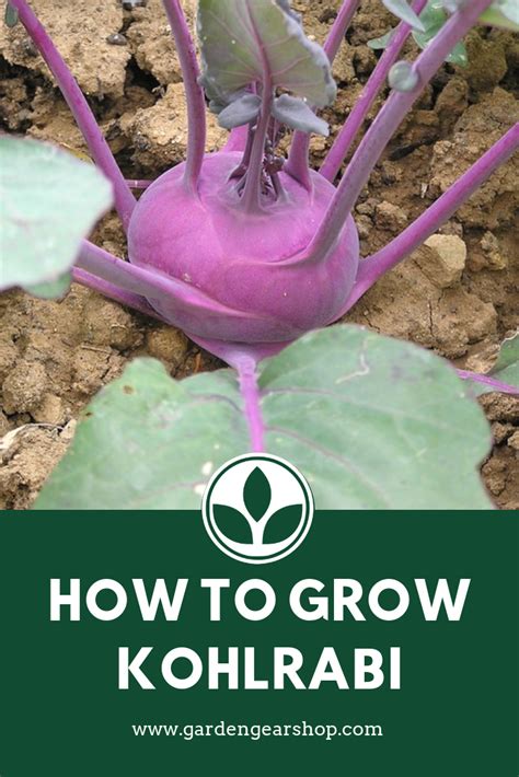 Planting Kohlrabi How To Grow Kohlrabi Amazing Gardens Lush Lawn