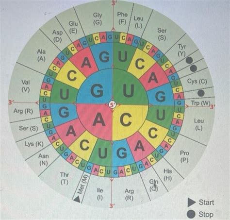 (Solved) - 1-what amino acid does the codon, CGG, code for? single ...