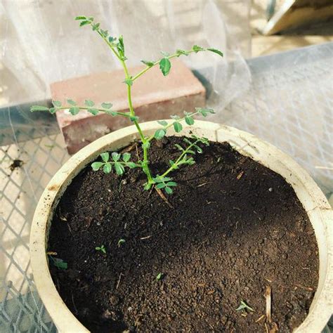 Planting and Growing Garbanzo Beans | How to Grow Chickpeas