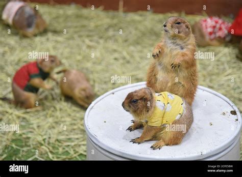 Cabines Pour Chiens Banque De Photographies Et Dimages à Haute