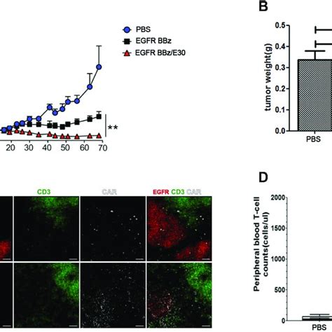 Egfr Car T Cells Inhibit Tumor Growth In A Pdx Model A Download