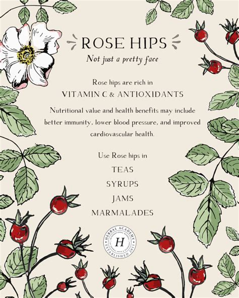 Rose Hip Flower Tea Benefits | Best Flower Site