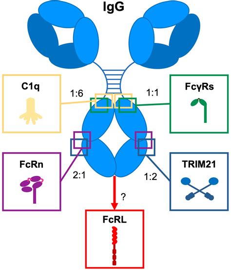 Frontiers Impact Of Structural Modifications Of Igg Antibodies On