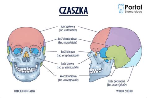 Czaszka Portal Stomatologa