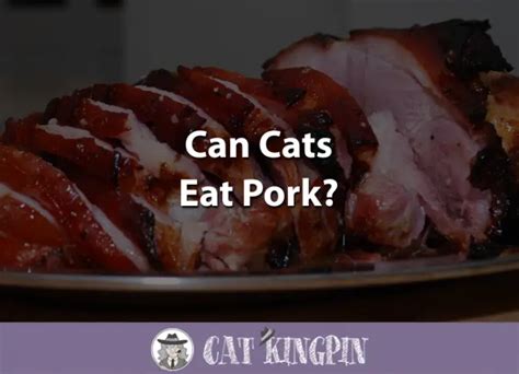 Can Cats Eat Pork Cat Kingpin